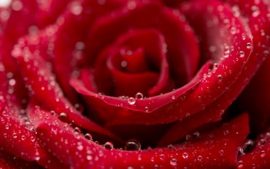 kırmızı gül çiçek