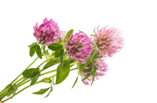 Kleeblumenstrauß — Stockfoto