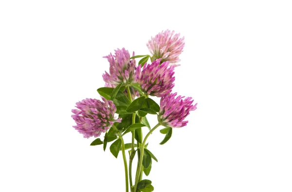Bouquet di fiori di trifoglio — Foto Stock