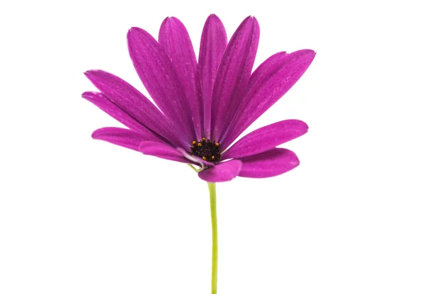 İzole Osteosperumum çiçek papatya — Stok fotoğraf