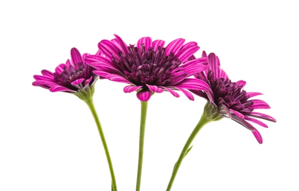 Osteosperumum Daisy flor aislada — Foto de Stock