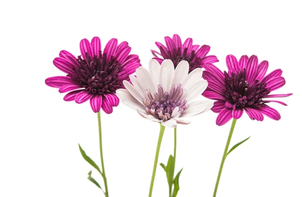 Osteosperumum Daisy flor aislada — Foto de Stock