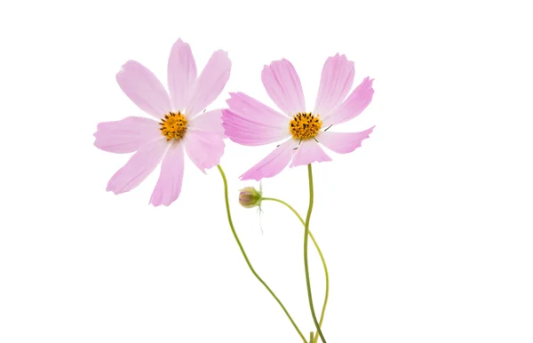 Hermosa flor cosmos aislado — Foto de Stock