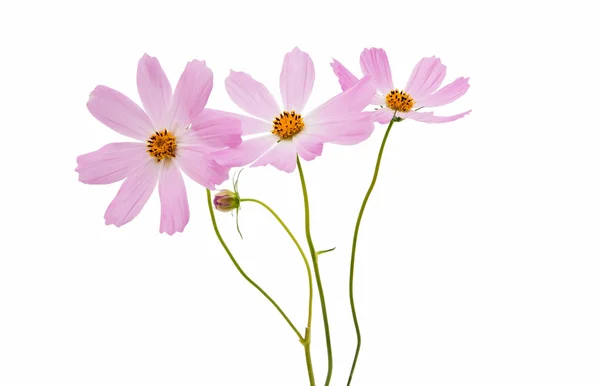 Hermosa flor cosmos aislado — Foto de Stock