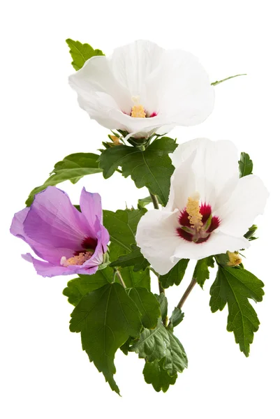 Flor de hibisco aislada — Foto de Stock