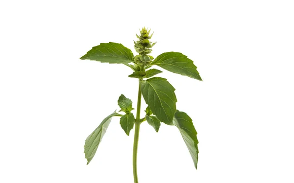 Basil geïsoleerd spice — Stockfoto