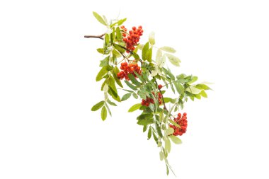 Rowan berry Dalı 