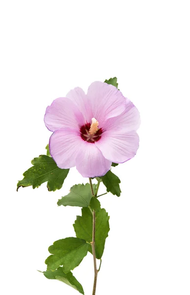 Flor rosa de hibisco — Foto de Stock