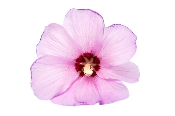 Roze Hibiscus Bloem — Stockfoto