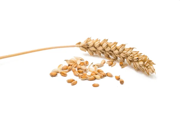 Wheat grain natural — Stock Photo, Image