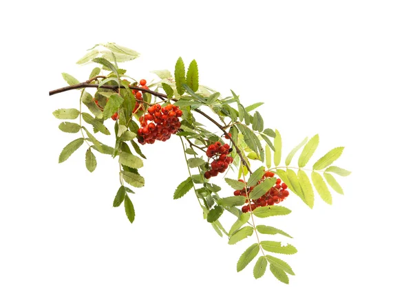 Rowan berry branch — Stock Photo, Image