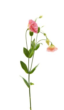 eustoma çiçek mükemmellik