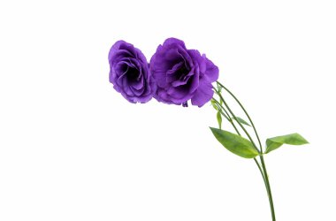 eustoma çiçek mükemmellik