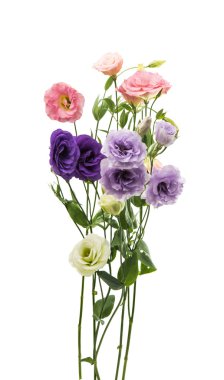 eustoma çiçek mükemmellik