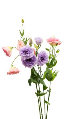 eustoma çiçek mükemmellik