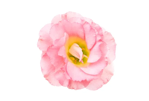 Eustoma fiore perfezione — Foto Stock