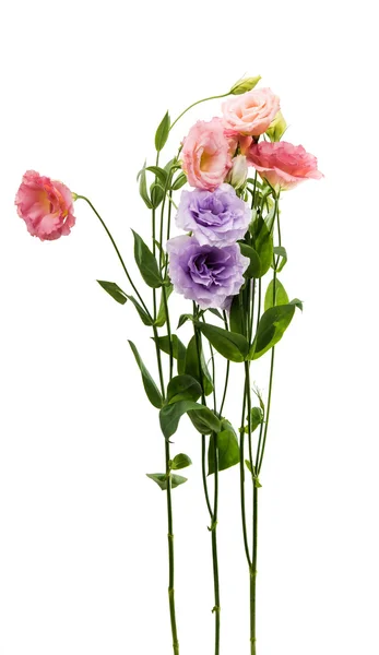 Eustoma perfeição flor — Fotografia de Stock