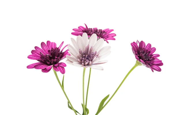 Flor de crisantemo morado (familia de las margaritas ) — Foto de Stock