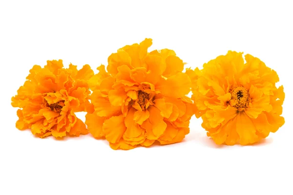 Yellow marigold flower — Stock Photo, Image