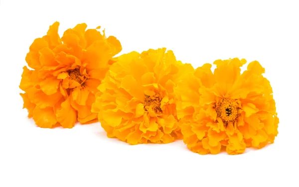 Fleur de souci jaune — Photo