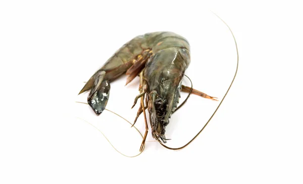 Crevettes fraîches crues — Photo