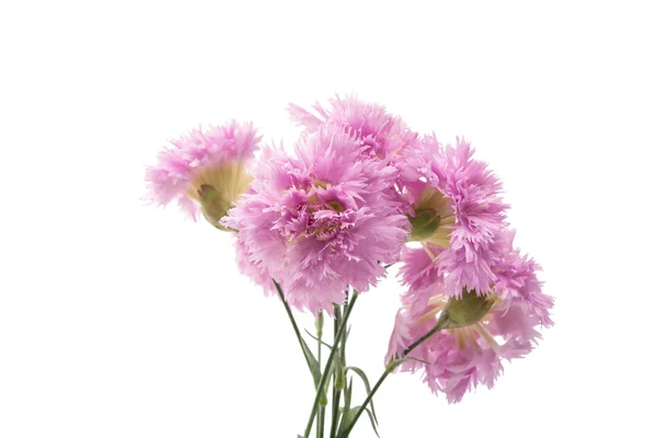 Lila nejlika blomma — Stockfoto