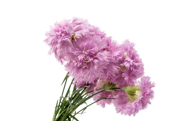Clavel púrpura flor — Foto de Stock