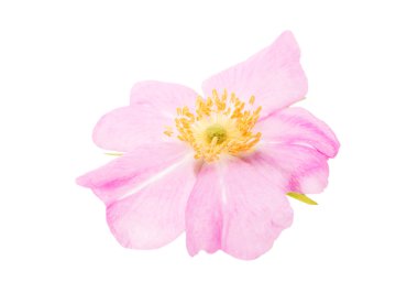 çiçek yaban gülü