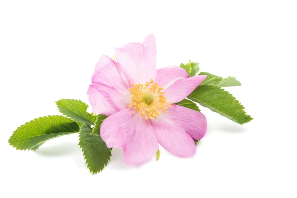 Blume Wildrose — Stockfoto