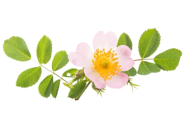 Wild rose virág — Stock Fotó