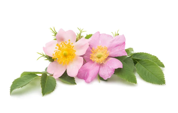 Blomma wild rose — Stockfoto