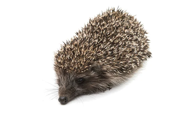 Hedgehog prickly wildlife — Stock Photo, Image