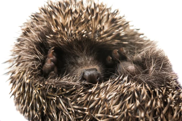 Hedgehog prickly wildlife — Stock Photo, Image