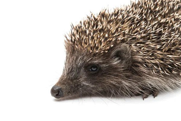 Hedgehog vida selvagem espinhosa — Fotografia de Stock