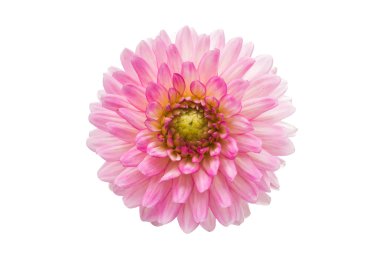 pembe krizantem doğa