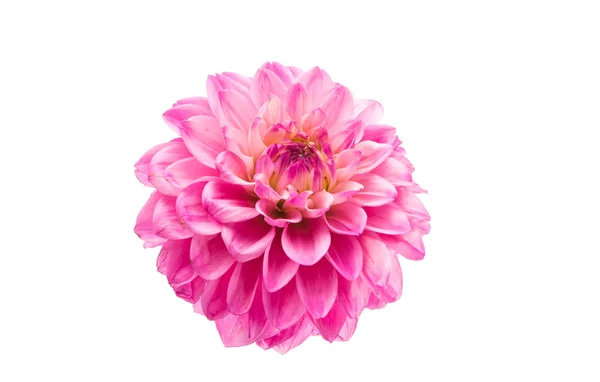 Rosa Chrysanthemen Natur — Stockfoto