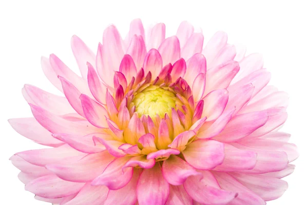 Roze chrysant natuur — Stockfoto