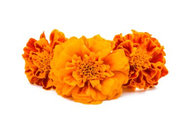 kadife çiçeği çiçek orange