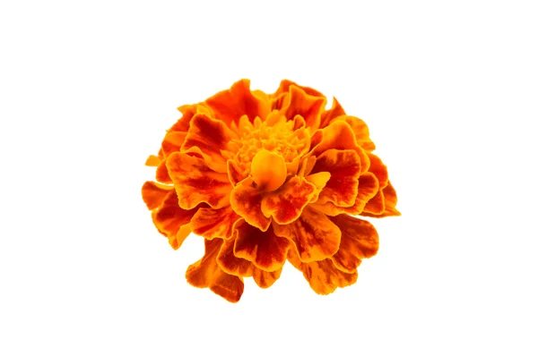 Ringblomma blomma orange — Stockfoto