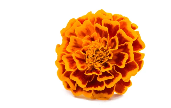 Flor de caléndula naranja — Foto de Stock