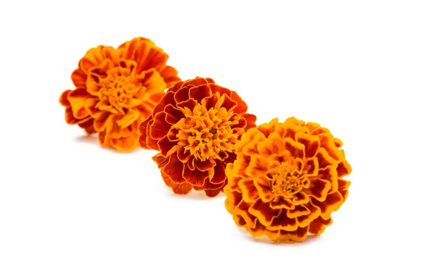 Fiore di calendula arancione — Foto Stock