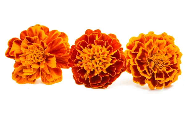 Marigold flower orange — Stock Photo, Image