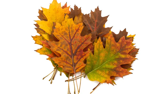 Achtergrond van herfstbladeren — Stockfoto