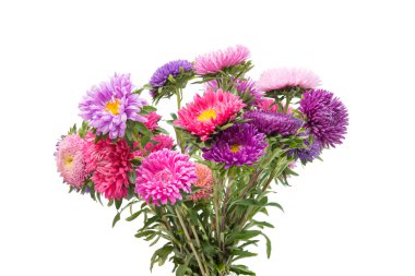 Güzel çiçek aster izole 