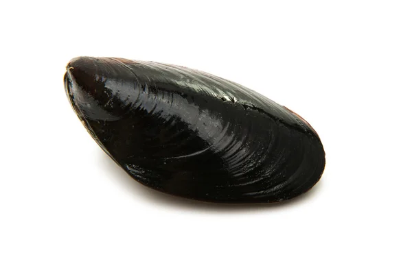 Cozze cotte isolate — Foto Stock