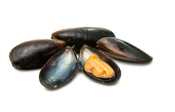 Mussels cooked isolated — Stock Photo, Image