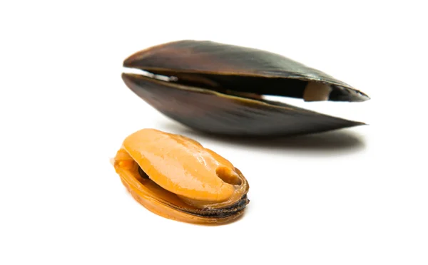 Mussels cooked isolated — Stock Photo, Image