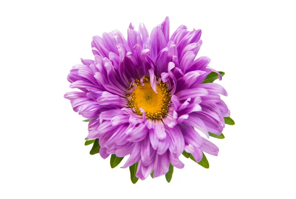 Schöne Blume Aster isoliert — Stockfoto