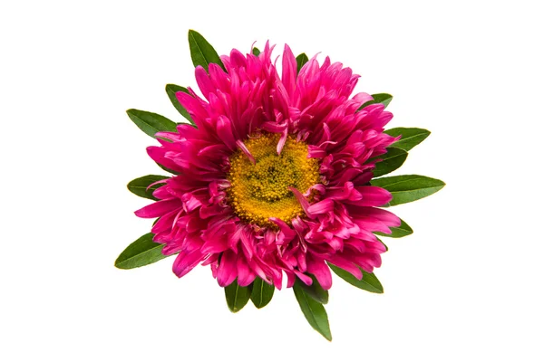 Beautiful flower aster isolated — Stock Photo, Image