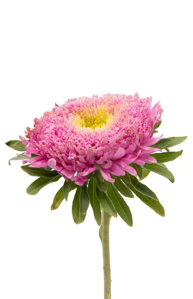 Mooie bloem aster geïsoleerd — Stockfoto